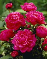 Без бренда «2KMB-4036» в Оренбурге