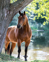 Без бренда «Лошадь у дерева» в Оренбурге