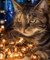 Без бренда «2KXSB-0678» в Оренбурге