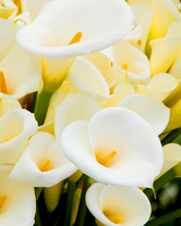 Без бренда «Коробка 20 шт: Белые каллы» в Оренбурге