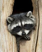 Без бренда «Енот в дупле» в Оренбурге