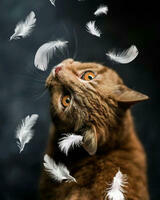 Без бренда «Кот среди перышек» в Оренбурге