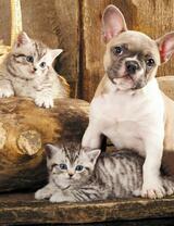 Без бренда «Милый щенок французского бульдога и два котёнка» в Оренбурге в интернет-магазине  Без бренда «Милый щенок французского бульдога и два котёнка» в Оренбурге