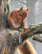 Белка на большом дереве