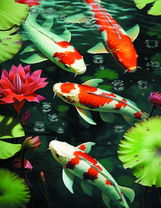 Капры кои среди лотосов