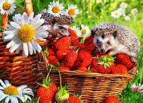 Ежи на корзине с клубникой и ромашками