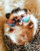 Ежик в очках