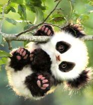 Смешной малыш панда на дереве