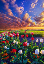 Без бренда «Поле тюльпанов под облачным небом» в Оренбурге в интернет-магазине  Без бренда «Поле тюльпанов под облачным небом» в Оренбурге