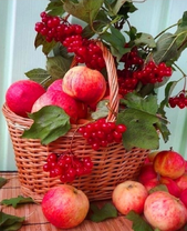 Яблочно-калиновый урожай